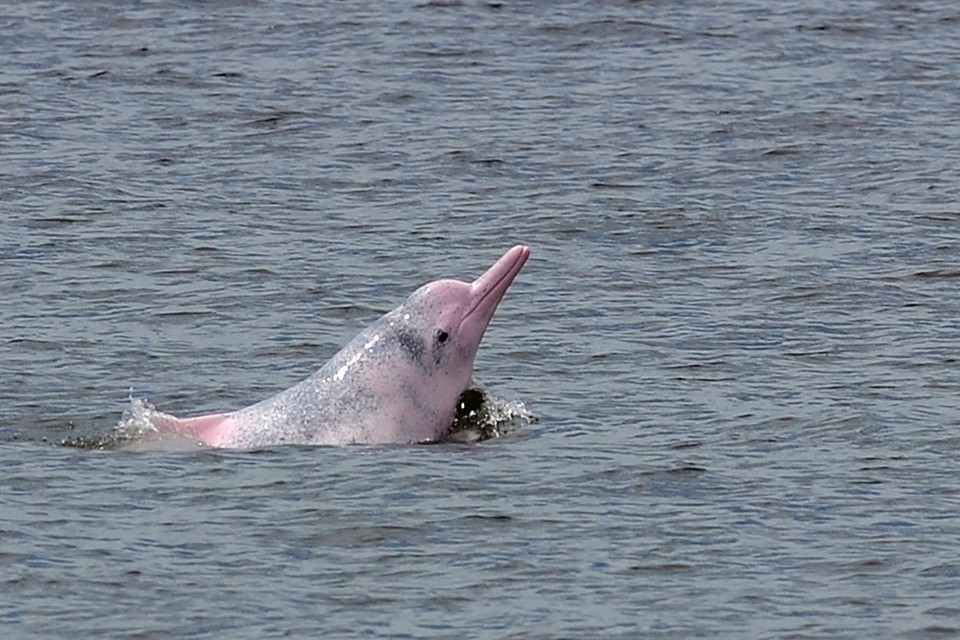 Sinds het stopzetten van de ferry’s is het aantal Chinese witte dolfijnen met 30% gestegen in de Parelrivier.  