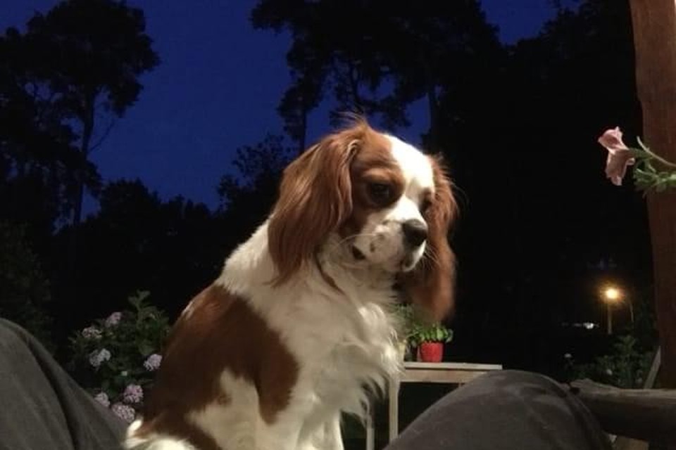Chouffe werd gedognapt in Brasschaat, maar na vier dagen teruggevonden in Wuustwezel.