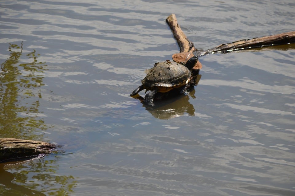 Zelfs de waterschildpadden in de parkvijver kwamen meefeesten.