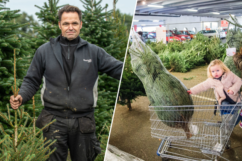 Tony Van Ginhoven, de man achter Van Ginhoven Kerstbomen in Ravels, verwacht geen terugval deze winter. Ikea stopt dan weer met de verkoop van echte bomen. 