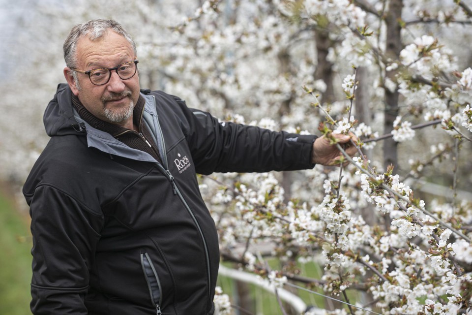 Gunter Roes toont de bloesem die niet kan worden beschermd tegen de polaire wind die bij de aprilse grillen hoort.