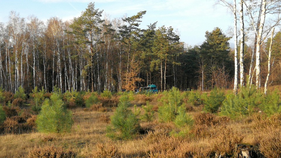 Ook voor de volgende jaren staan er nog genoeg ‘kerstbomen’ op de Heiberg in Herentals. 
