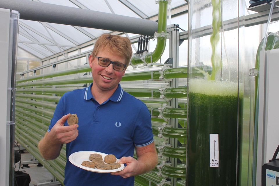 Kris Heirbaut toont een algensnack in de serre waar zijn algeninstallatie staat.