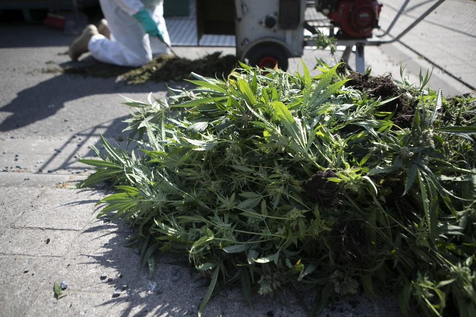 Na de ontdekking van de cannabisplantages werden de plantjes, die oogstrijp waren, vernietigd 