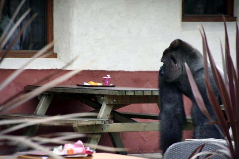 Gorilla Bokito ontsnapte in 2007 uit zijn verblijf. 