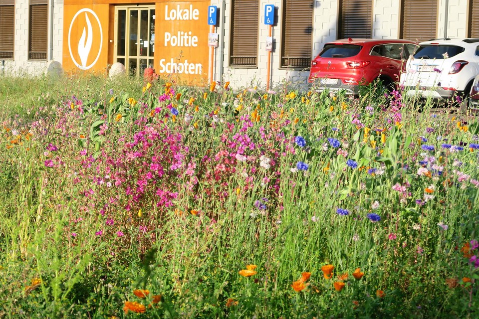 De biodiverse bloemenweide zorgt eindelijk voor kleur op het wat monotone Gasketelplein.