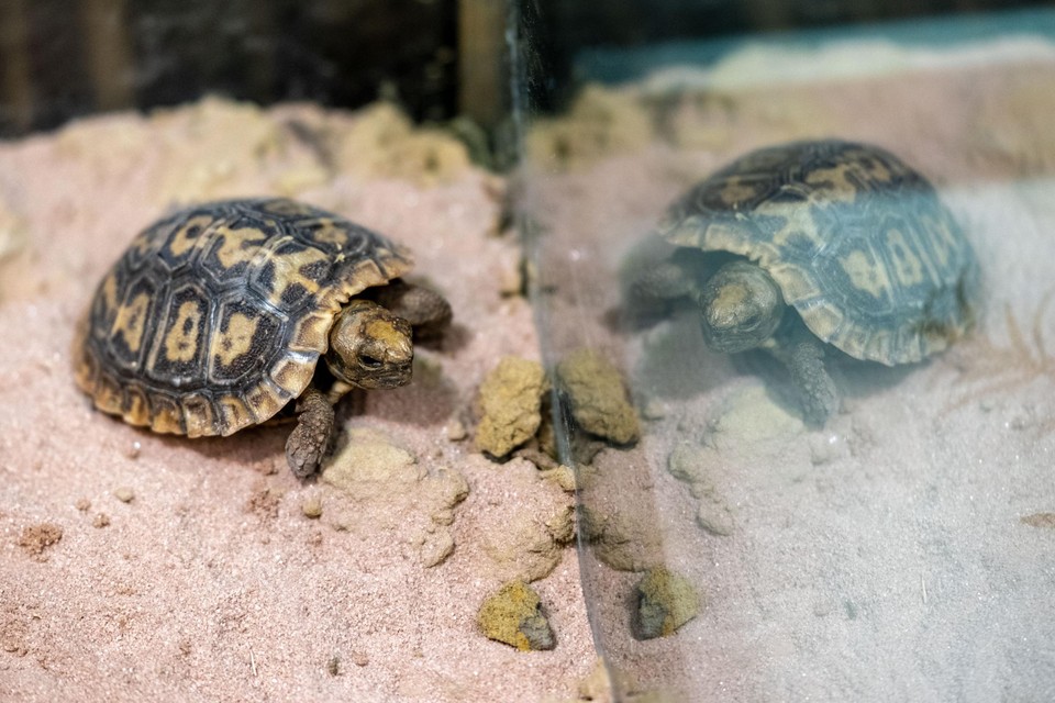 Het jong van een pannenkoekschildpad is van bij de geboorte op zichzelf aangewezen.