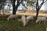 thumbnail: Jaarlijks worden de schapen enkele dagen ingezet om het heidelandschap van de Kanaalplas te vrijwaren. 