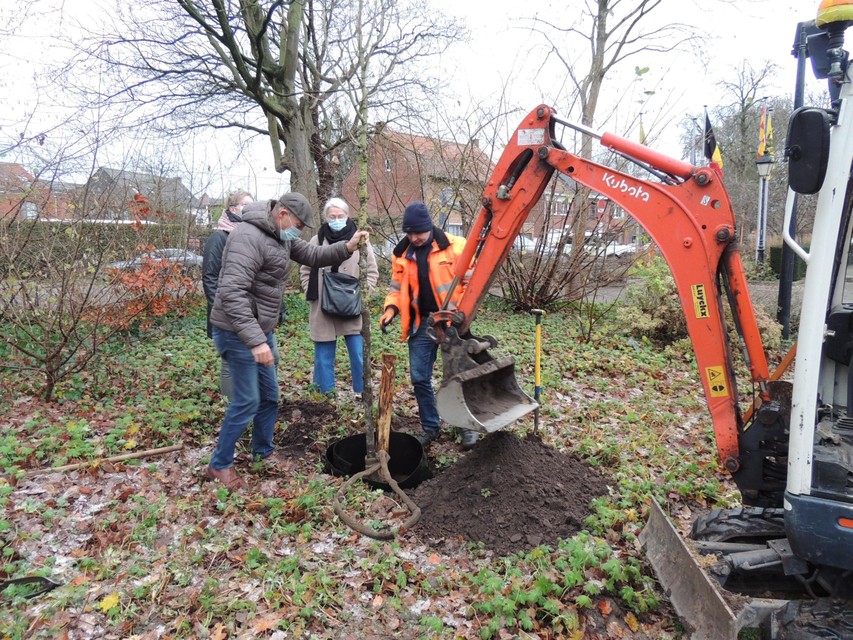 Schepen Sus Vissers plant een wimperlinde in het gemeentepark.