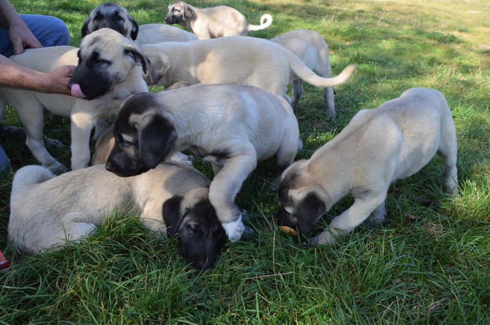 De kangalpups zijn nu acht weken oud.