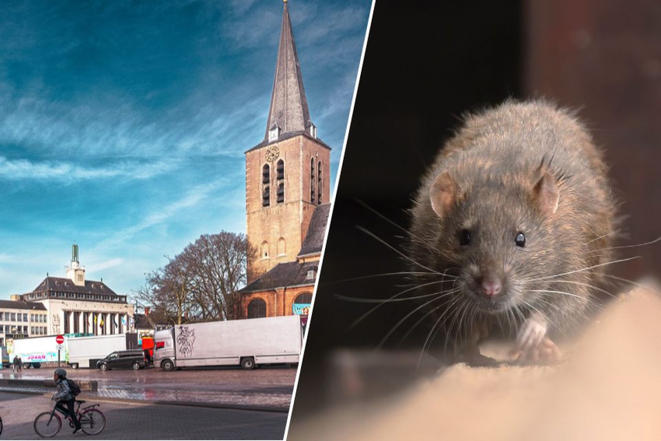 In het centrum van Turnhout kun je al eens een rat tegen het lijf lopen. Voor alle duidelijkheid, we zijn er zelf geen tegengekomen.