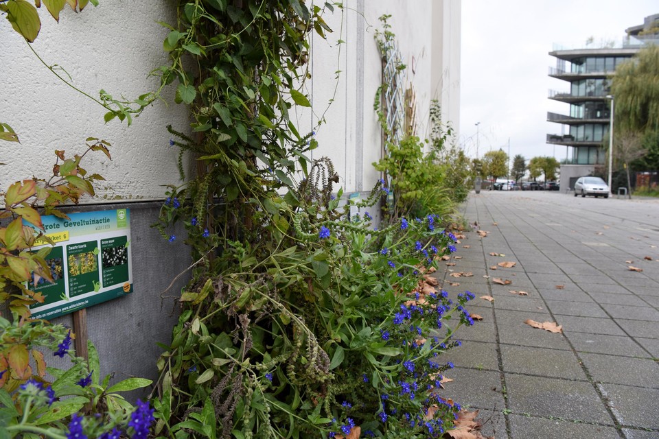 De gevelbrigade wil iedereen in Antwerpen een geveltuin bezorgen.