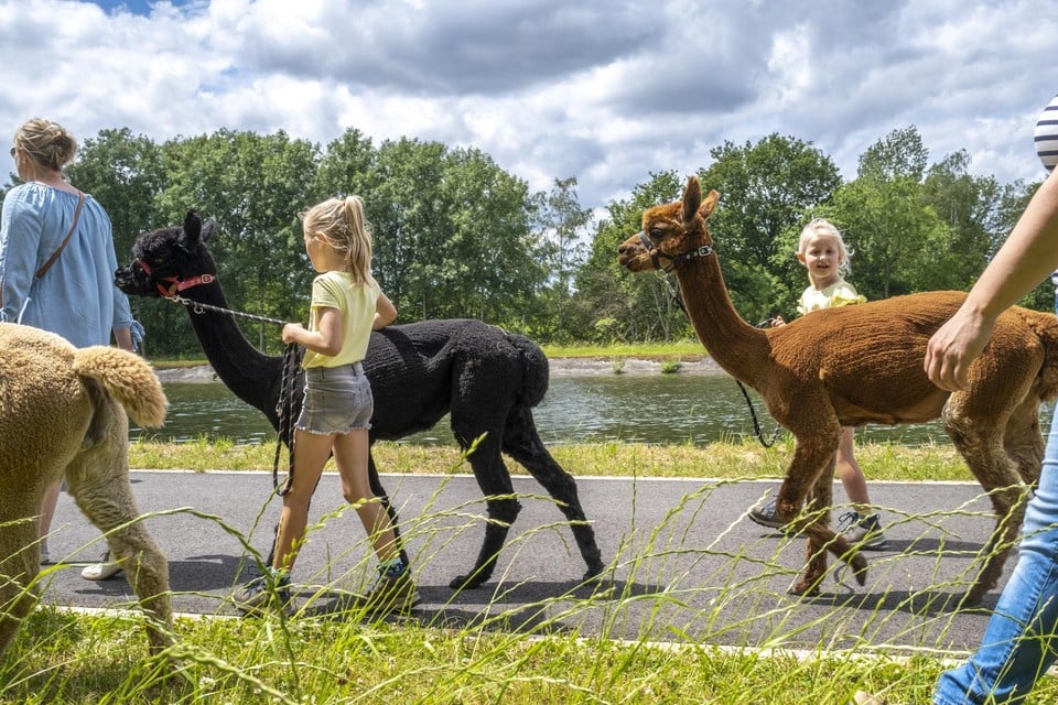 Op stap met alpaca’s. Vrijdag kan je het doen in Boom.