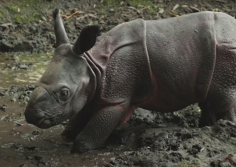 Vaiana if allowed to take its first steps outside in July 2020. Here you can still clearly see that the skin between the shells of a rhinoceros cub looks pink.  