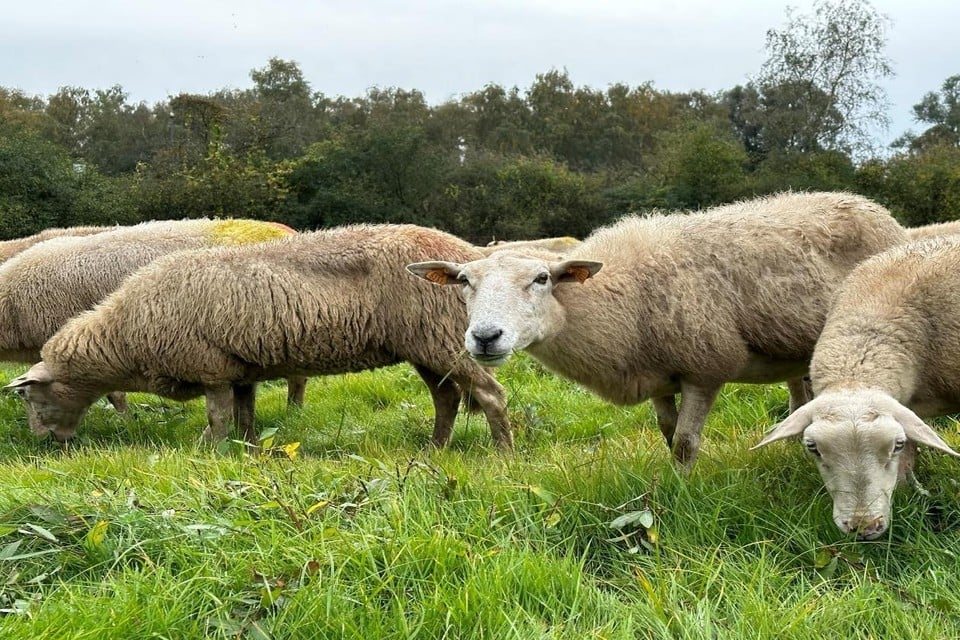 De schapen van vzw het Hallehof van Kemp eten hun buiken rond gedurende enkele dagen.