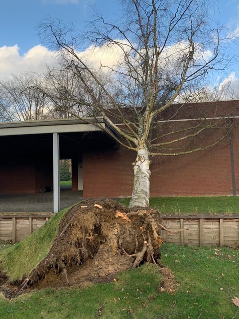 Aan het afscheidscentrum Kloosterhof in Lier werd een boom door de wind uit de grond gerukt. 