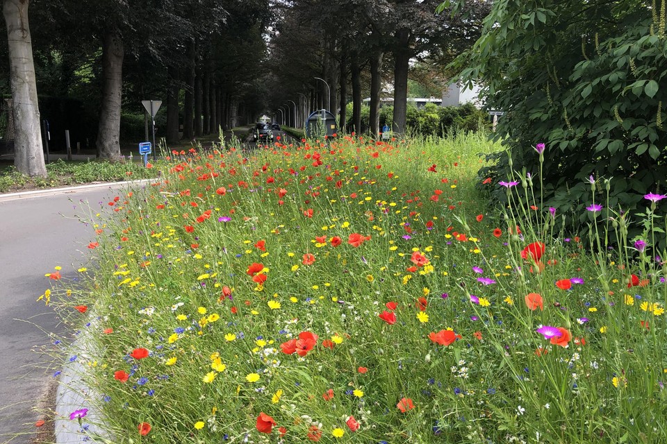 De bloemenzee aan de rotonden Voshollei-Donksesteenweg.