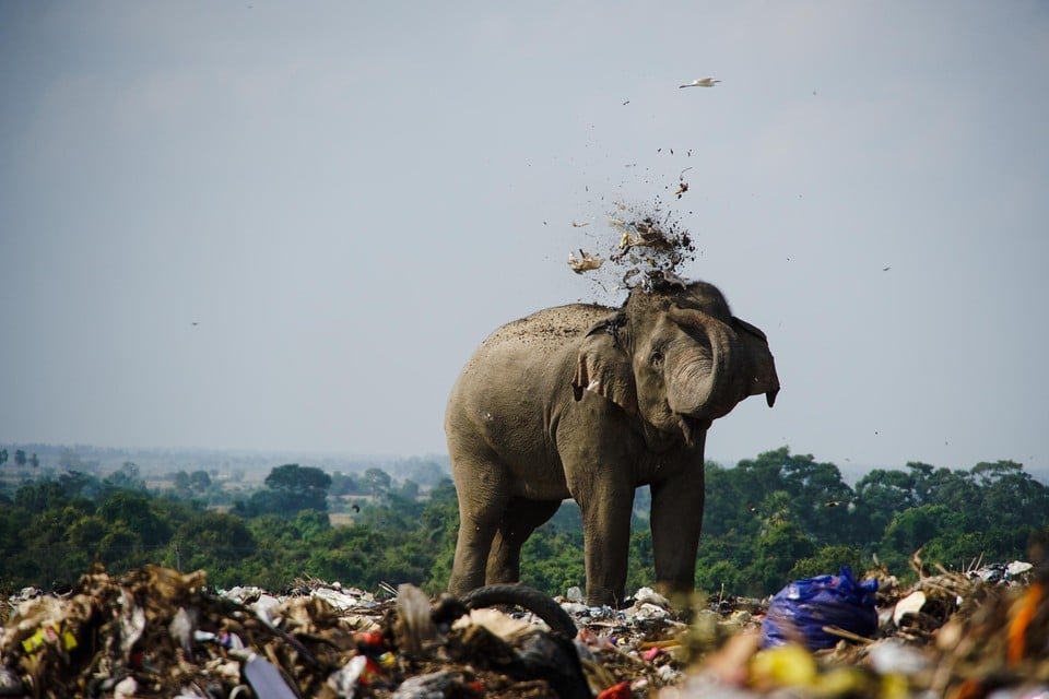 Een olifant op een vuilnisbelt in Sri Lanka.