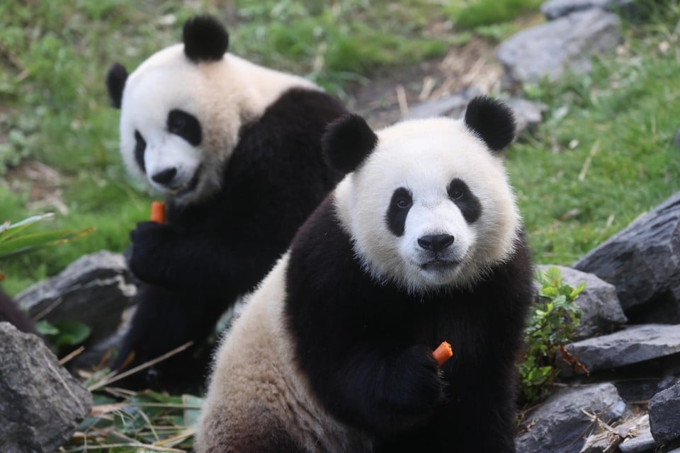 Heel wat mensen kiezen er bij aankomst voor om meteen naar de panda’s te gaan kijken, waardoor het daar erg druk kan worden.