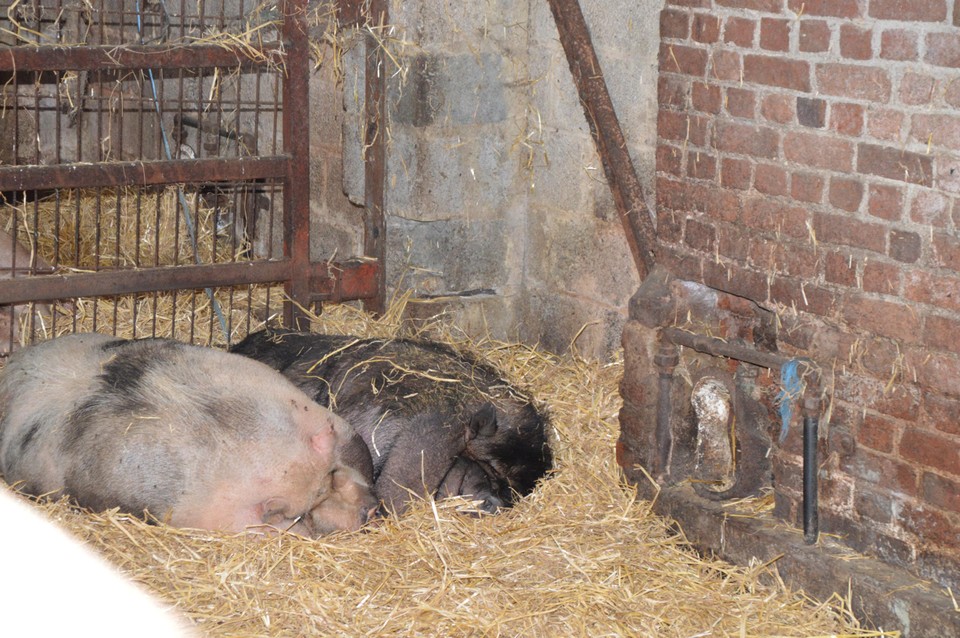 De varkens werden geëvacueerd, maar liggen intussen weer op hun vertrouwde plek.
