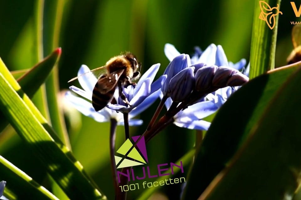 Het project Buzzwatch pakt de bijensterfte in Nijlen aan.