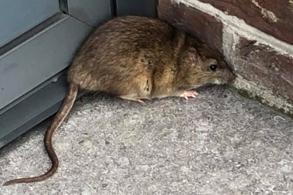 Deze foto van een rat in de Dorpsstraat werd in de Facebookgroep ‘Ge zijt van Stabroek als’ gepost. 