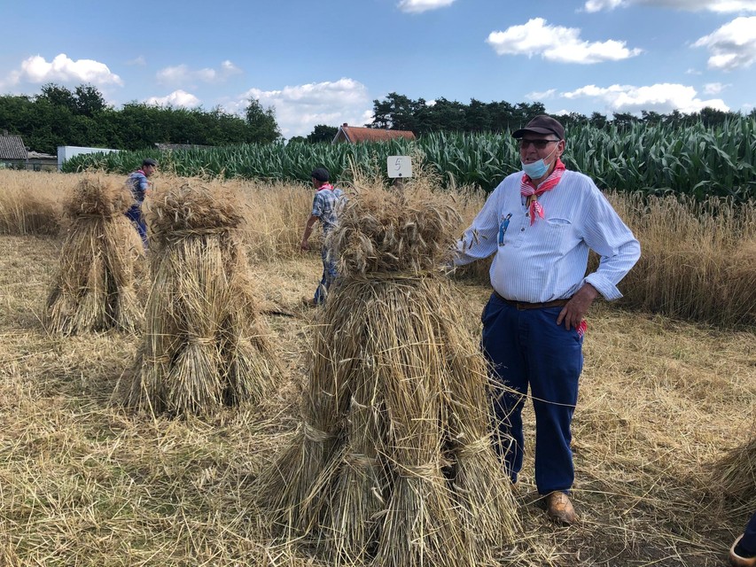 Het koren wordt op een traditionele manier van het veld gehaald.