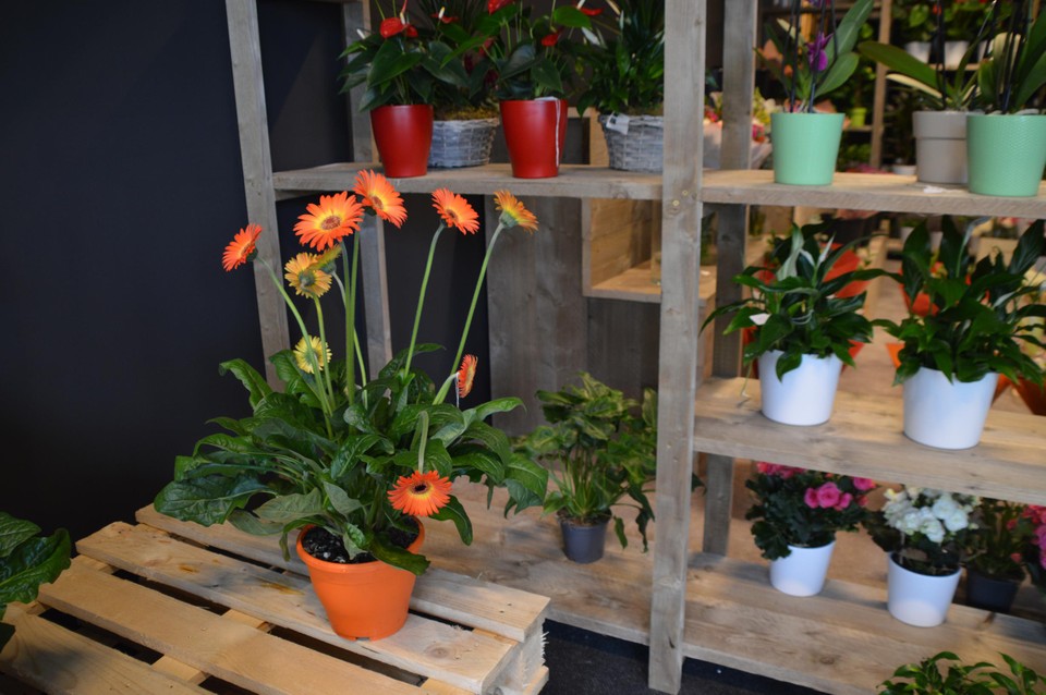 Via Flora.