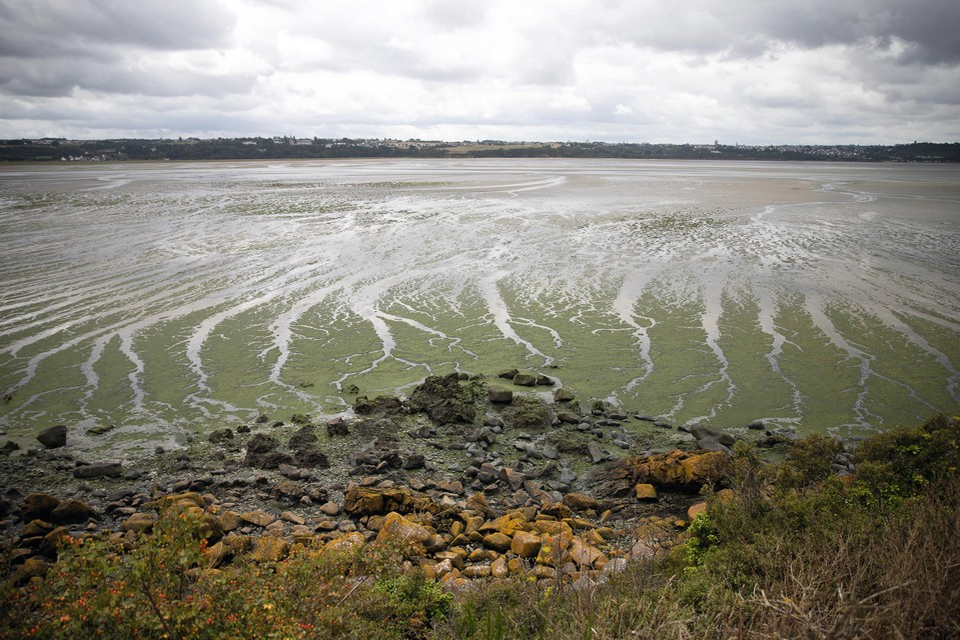 Door een hoge concentratie nitraat in het Bretoense water, met dank aan de intensieve landbouw, groeien de groene algen als kool in de baai van Saint-Brieuc.