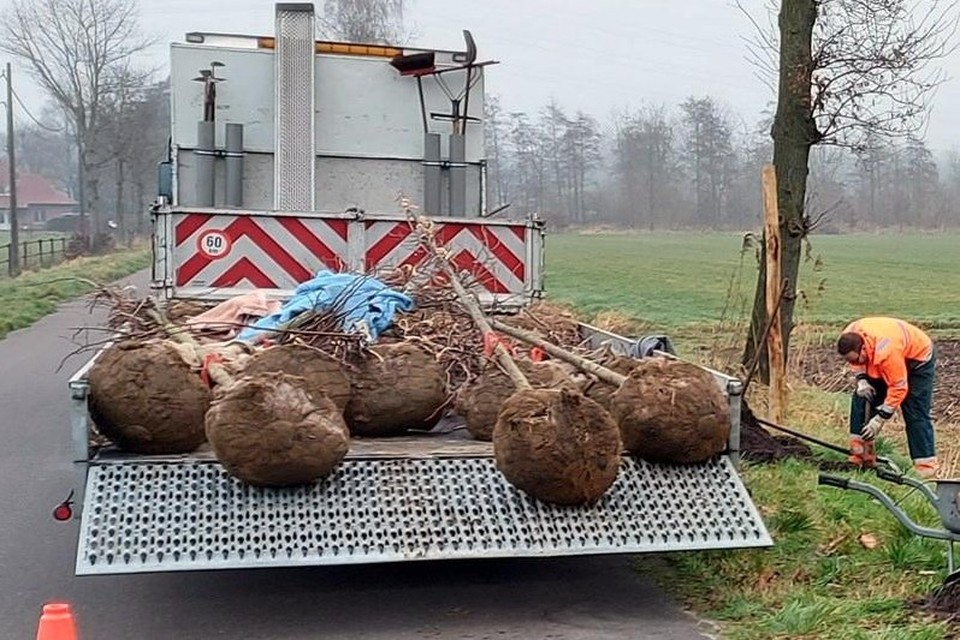 Maatwerkbedrijf Lidwina uit Mol staat in voor de aanplanting van de nieuwe laanbomen.