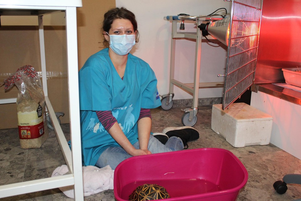 Tess Engelen is gepassioneerd door reptielen en bekommert zich om een schildpad. 