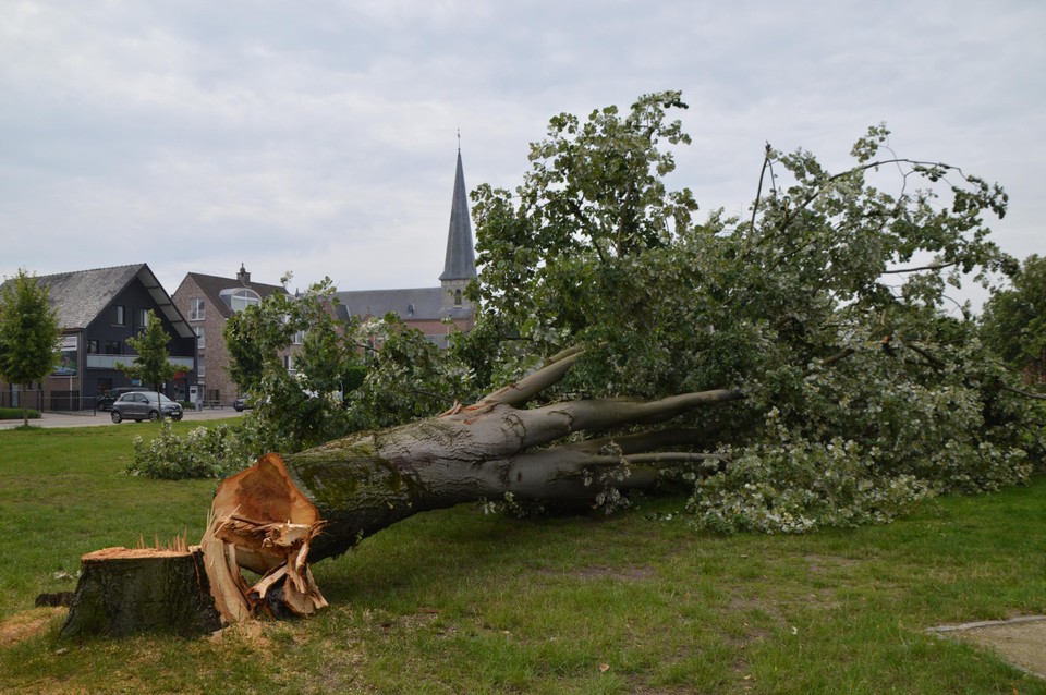 De linde vertoonde een scheur.