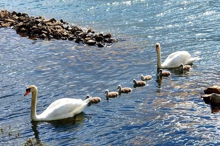 De familie Zwaan onderweg op de E10-plas.