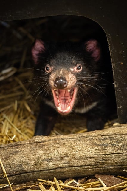 Met een gezonde groep van 113 dieren uit de natuur is er een kweekgroep voor de Tasmaanse duivel opgestart, verspreid over verschillende dierentuinen. Intussen kunnen weer gezonde dieren uitgezet worden in Tasmanië.