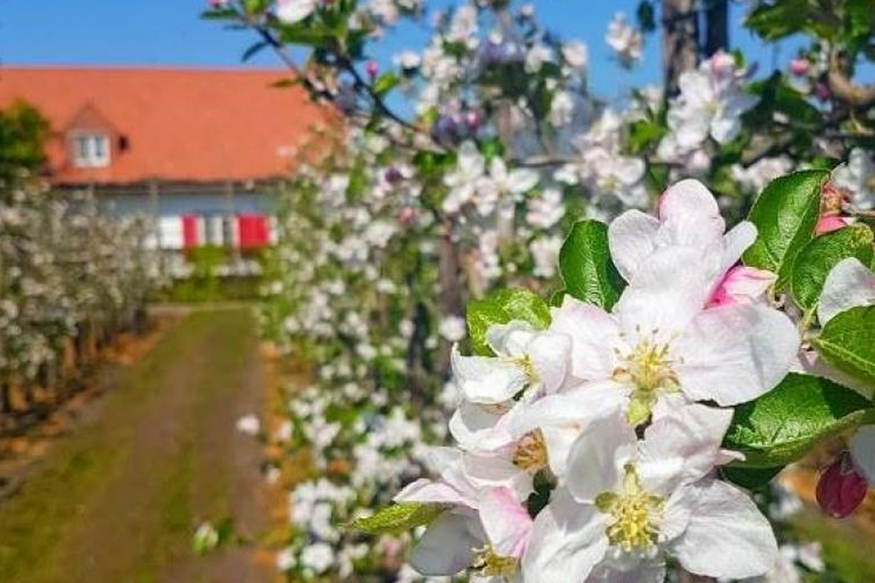 De bloesemroute leidt fietsers langs appel- en perenbomen.