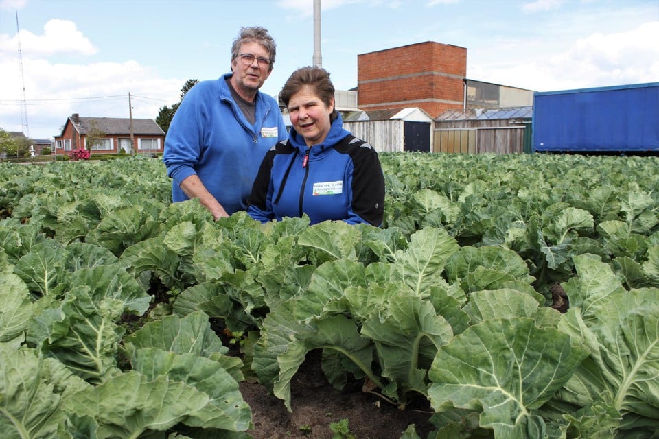 Raf Storms en Linda Van Dessel tussen de bloemkolen.