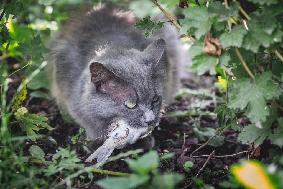 Zeker tijdens het broedseizoen zijn vogels kwetsbaar voor rondzwervende katten.