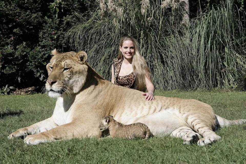 Lijger (combinatie leeuw en tijger) Hercules haalde het Guinness Book Of World Records als grootste katachtige. 