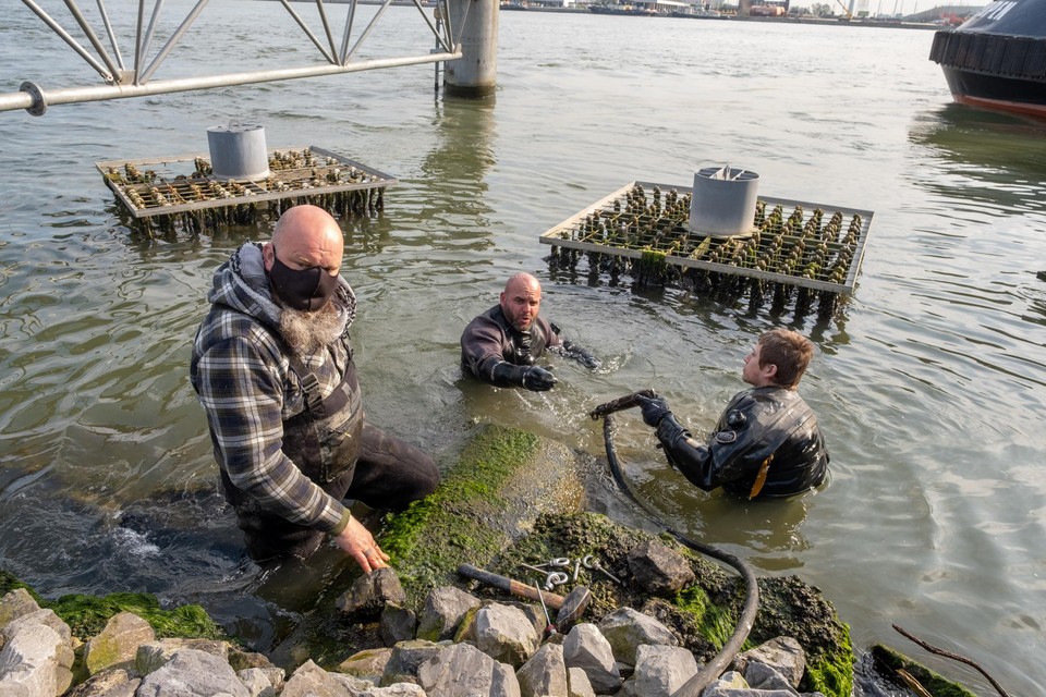 Duikers aan het werk ter hoogte van de Lillobrug. De zogenaamde macro-invertebraten kunnen een belangrijke rol spelen in het verder zuiveren van het water.