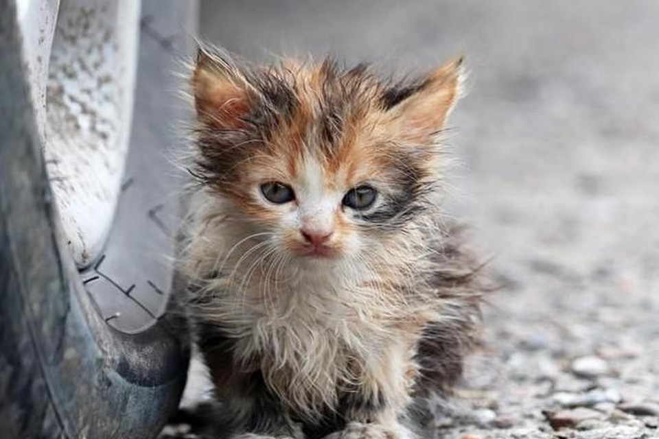 Vorig jaar bijna 13.500 zwerfkatten gevangen in Vlaanderen