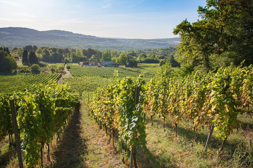 Met 97 ha is Côtes de Toul een van de kleinste Franse wijngebieden.