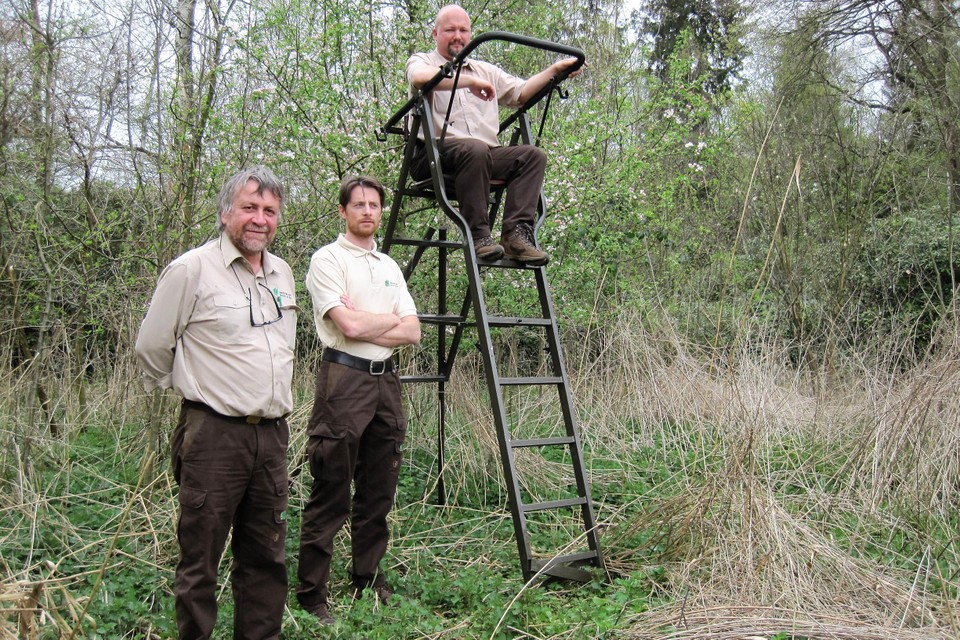 Boswachters van het Agentschap voor Natuur en Bos hebben opnieuw hoogzitten uitgezet in Park Vordenstein, net zoals acht jaar geleden onder meer.