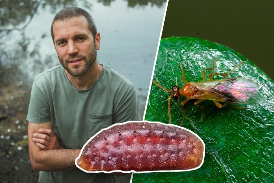 Natuurliefhebber Nils Iwens uit Mechelen ontdekte tijdens een wandeling in Herentals de larve van een schildwesp.