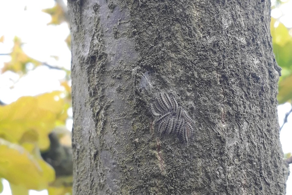 Zo zien de processierupsen er nu uit: kleine groepjes klitten samen op een boomstam en hebben het te koud om te gaan eten.