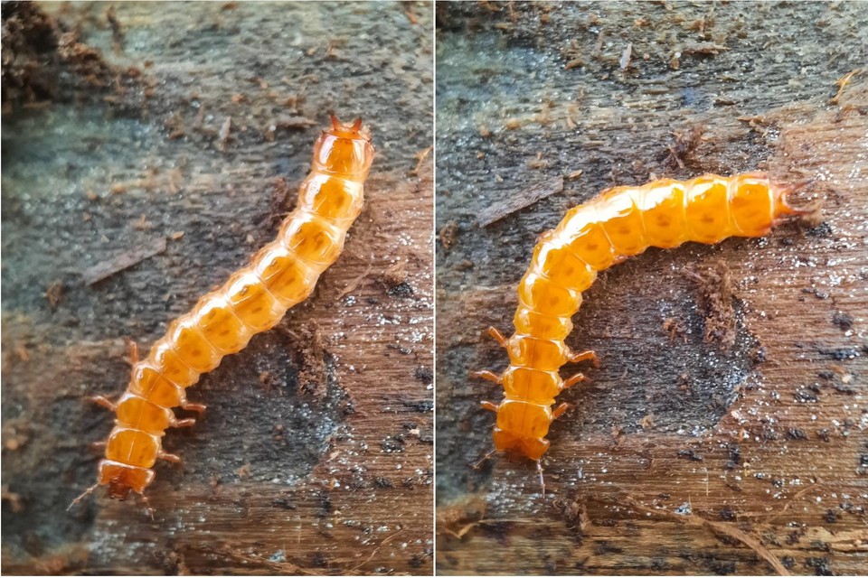 Nils Iwens maakte deze foto’s van de larven van de vermiljoenkever. 