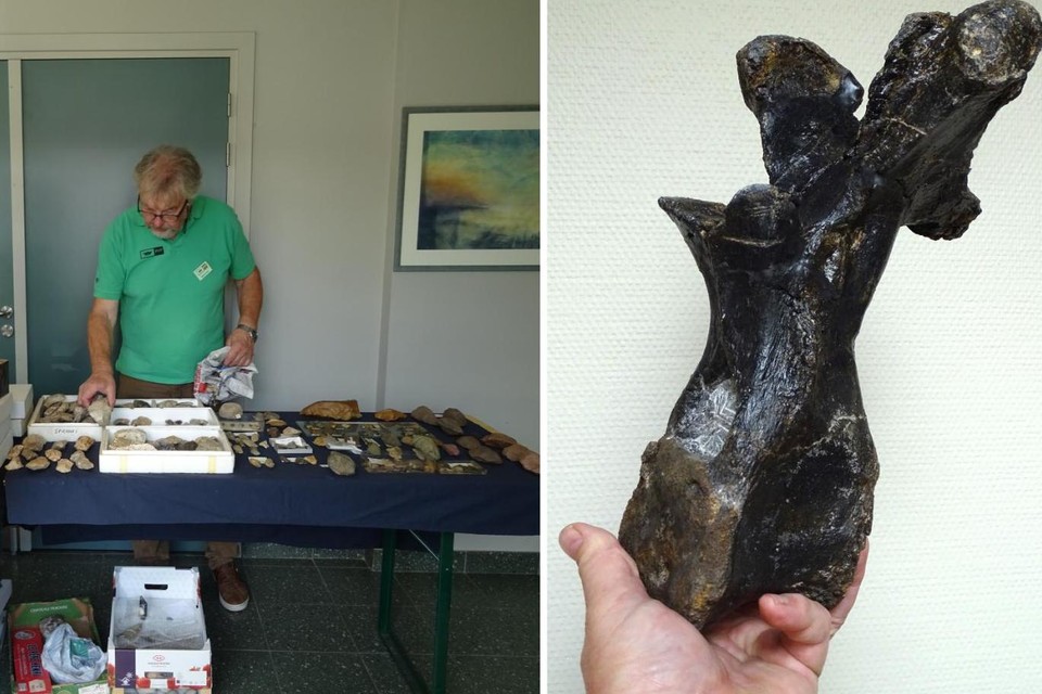 Luc Van Gysel is trots dat tijdens de fossielenbeurs een wervel en een handbeentje van dinosaurussen tentoongesteld kunnen worden.  