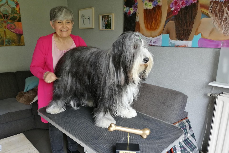 Monique besteed wekelijks enkele uren om haar hond te borstelen. Vooraan op de tafel haar trofee.