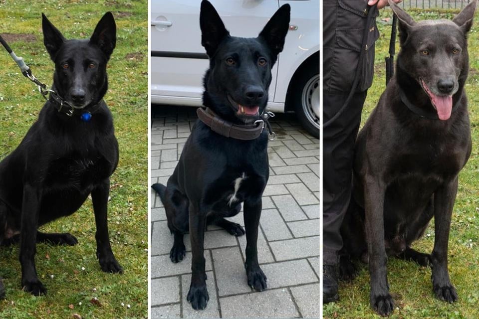 De drie drugshonden van de Antwerpse politie van links naar rechts: Bo, Dio en Racko.