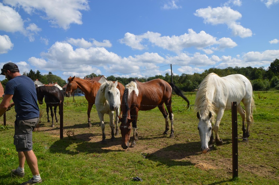 De paarden op de wei. De schimmel links is Lampion, de pinto in het midden Sheyenne en rechts staat Jenny.