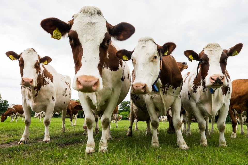 Biologische koeien worden dier per dier verwerkt, rechtstreeks van een vaste boer. Dat verkleint de foutenmarge enorm, maar maakt het vlees wel duurder voor de consument. 